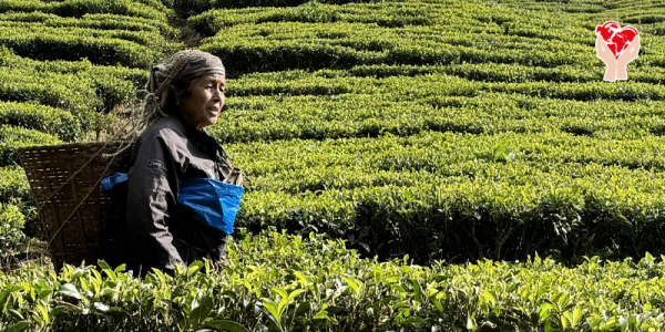 Tea garden