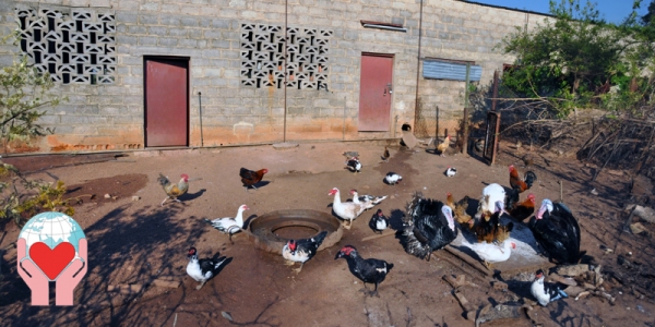 galline