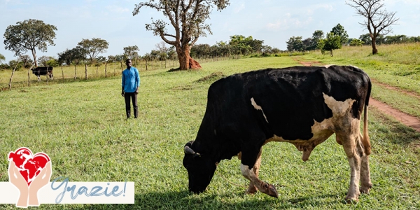 Mucca in Uganda