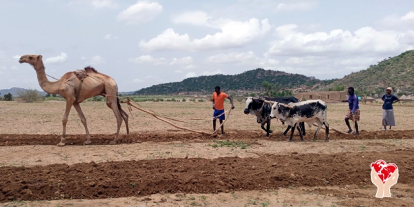 Arare il deserto con un dromedario