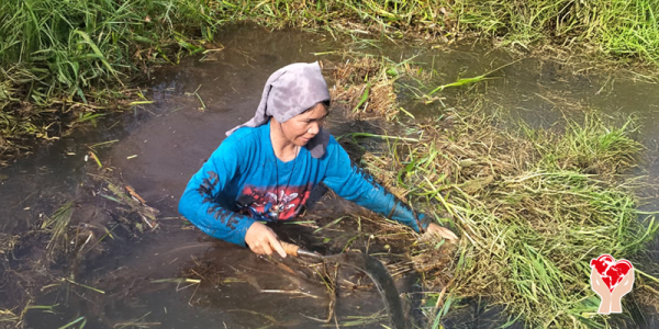 immersa nell'acquitrino
