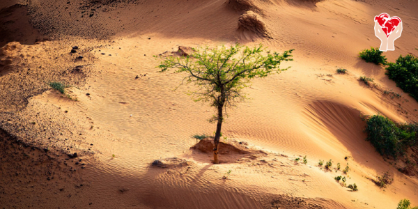 Arbusti nel deserto