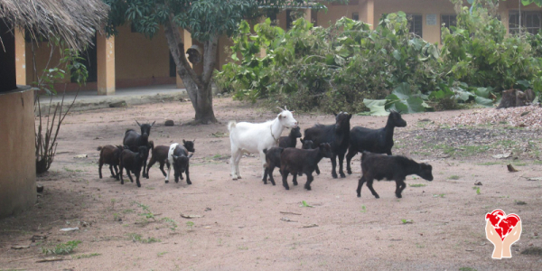 piccoli animali