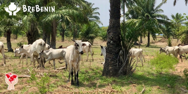 Panorama del Benin